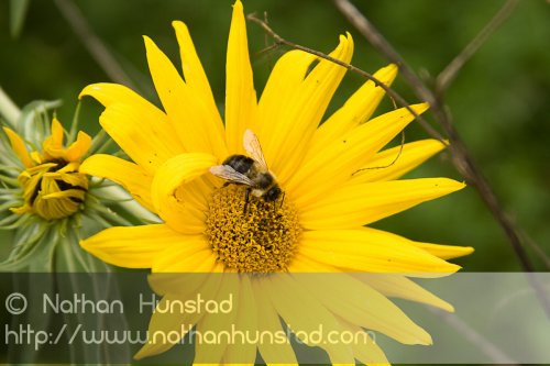 Flower_2008-09-27_IMG_2161